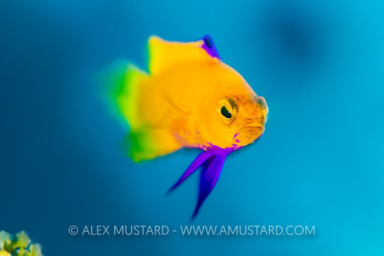 Golden Basslet. Cuba