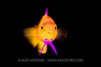 Golden Basslet. Cuba