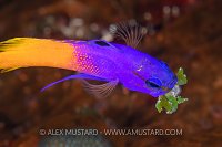 Nest Building Basslet, Cuba