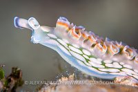 Lettuce Leaf Slug, Cuba
