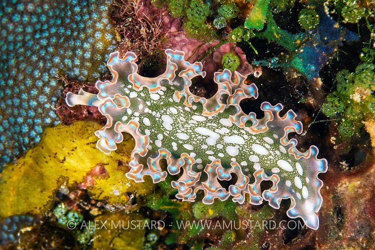Lettuce Leaf Slug, Cuba