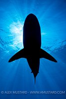 Silky Shark Silhouette. Cuba