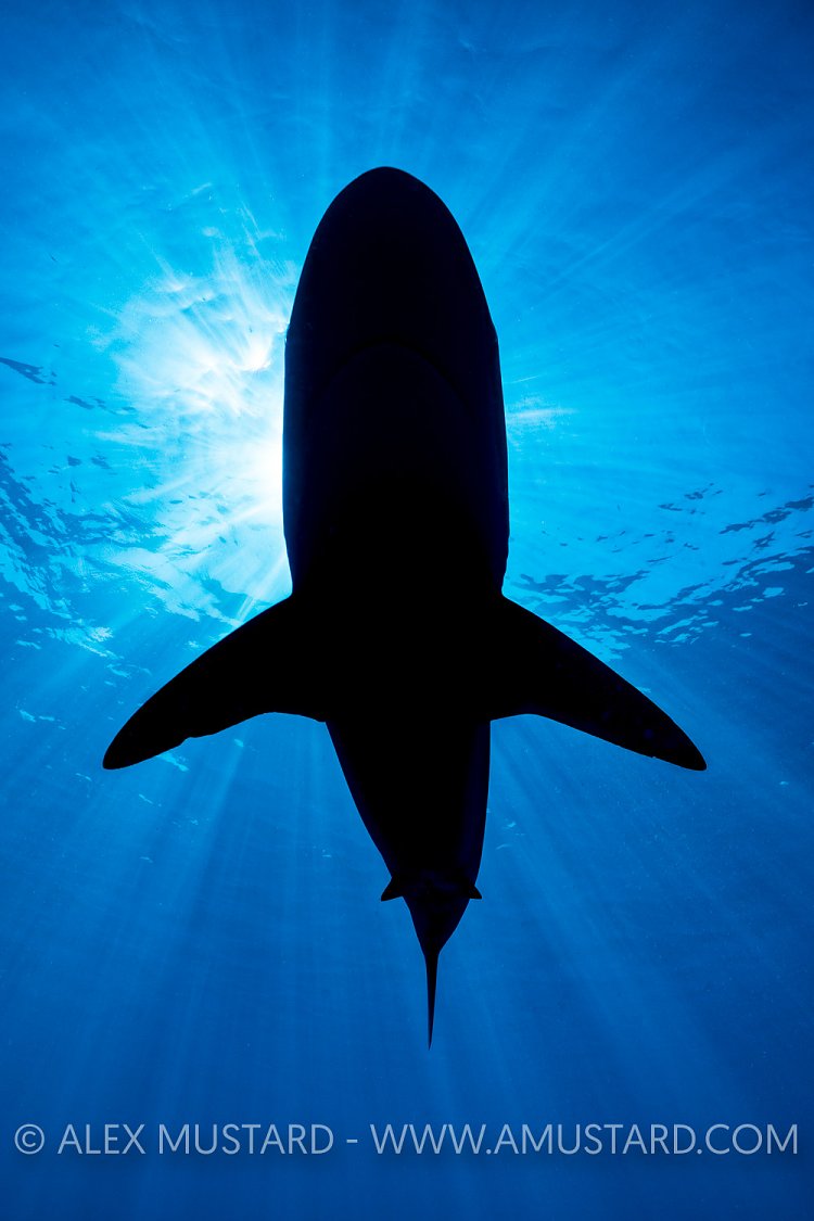Silky Shark Silhouette. Cuba
