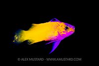 Hybrid Fairy Basslet. Cuba