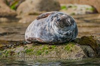 Sunbathing Seal, UK