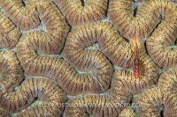 Goby On Coral. Philippines