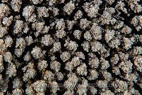 Hard Coral, Philippines