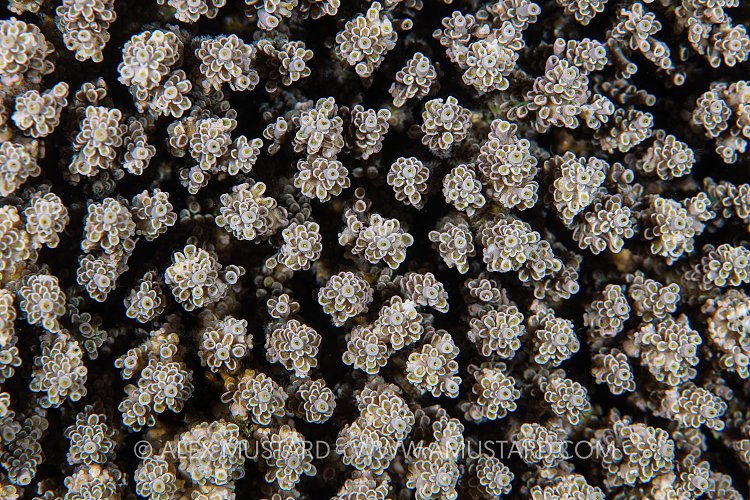 Hard Coral, Philippines