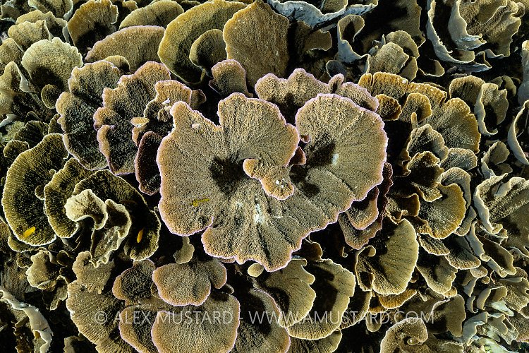 Hard Coral, Indonesia