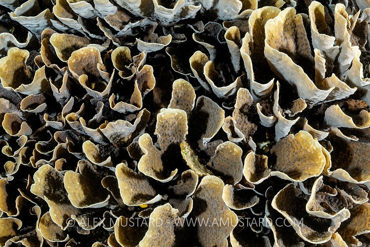 Hard Coral, Indonesia