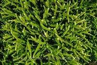 Green Hard Coral, Indonesia