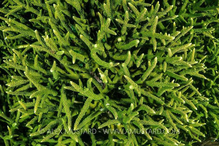 Green Hard Coral, Indonesia