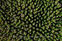 Green Hard Coral, Indonesia