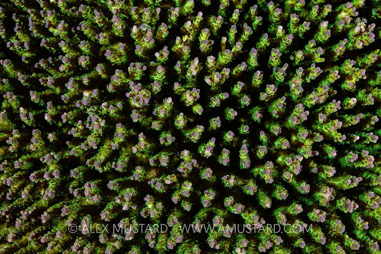Green Hard Coral, Indonesia