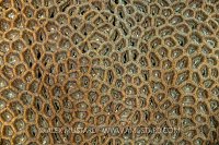 Hard Coral, Indonesia