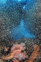 Glassfish Aggregation, Indonesia