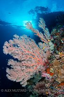 Reef Scene, Indonesia