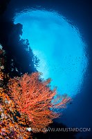 Seafan Below Surface. Indonesia