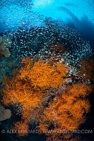 Black Coral And Fish Scene. Indonesia