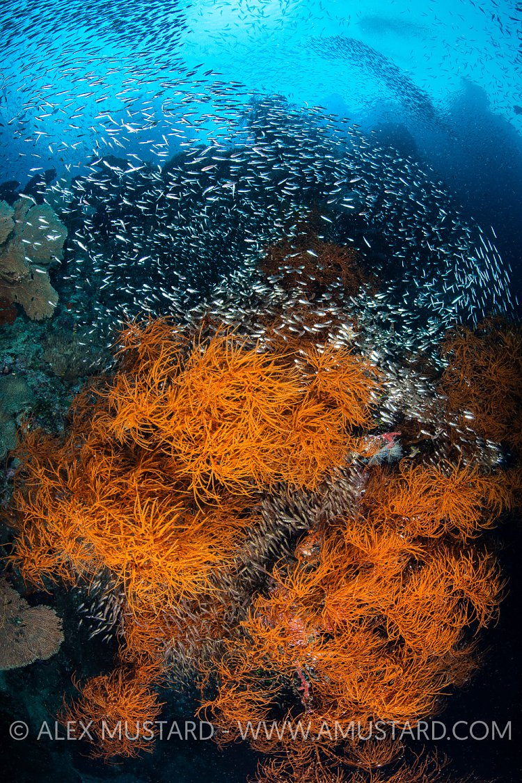 Black Coral And Fish Scene. Indonesia
