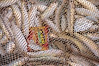 Fish and Plastic. Sri Lanka