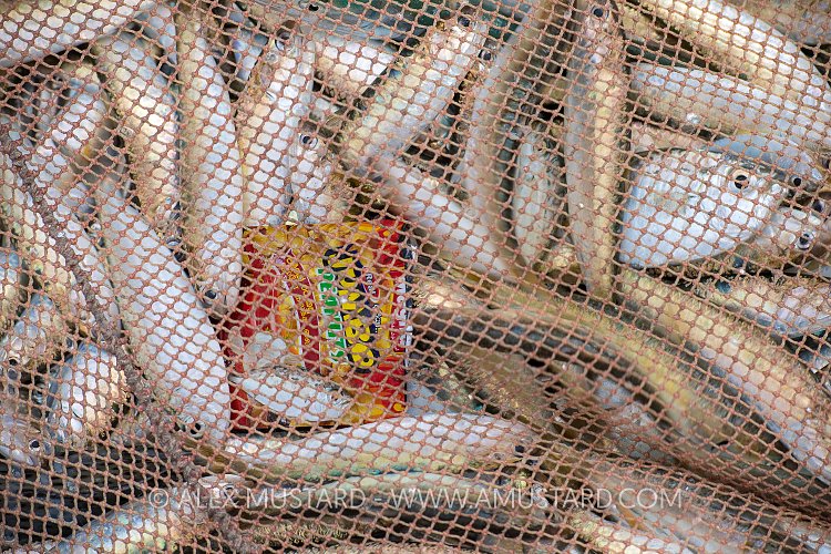 Fish and Plastic. Sri Lanka