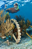 Winch From Wreck, Cayman Islands