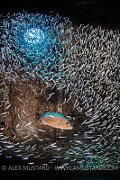 Snapper In Silversides In Wreck, Cayman Islands