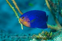Cherub Angelfish, Cayman Islands