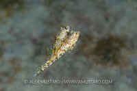 Lancer Dragonets Spawning. Cayman Islands