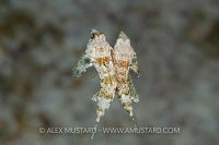 Lancer Dragonets Spawning. Cayman Islands