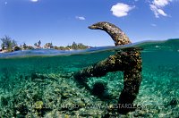 Anchor, Cayman Islands