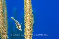 Filefish In Gorgonians, Cayman Islands