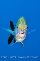 Grunt Portrait, Cayman Islands