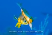 Hamlets Spawning, Cayman Islands