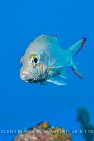 Mahogany Snapper, Cayman Islands