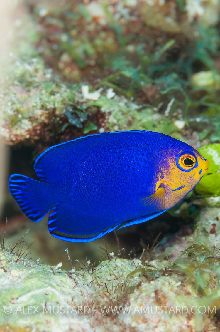 Cherub Angelfish, Cayman Islands
