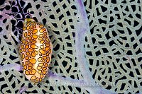 Flamingo Tongue On Fan. Cayman Islands