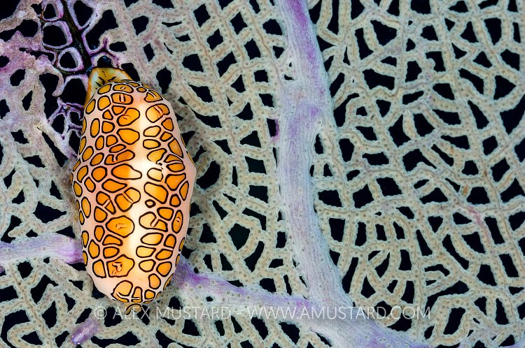 Flamingo Tongue On Fan. Cayman Islands
