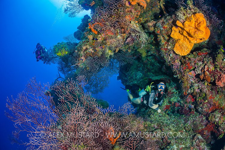 Wall Divers, Cayman Islands