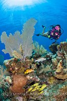 Diving The Reef, Cayman Islands