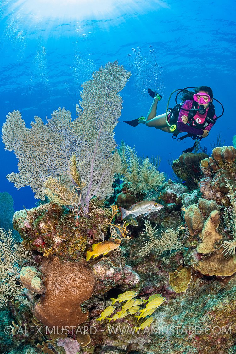 Diving The Reef, Cayman Islands