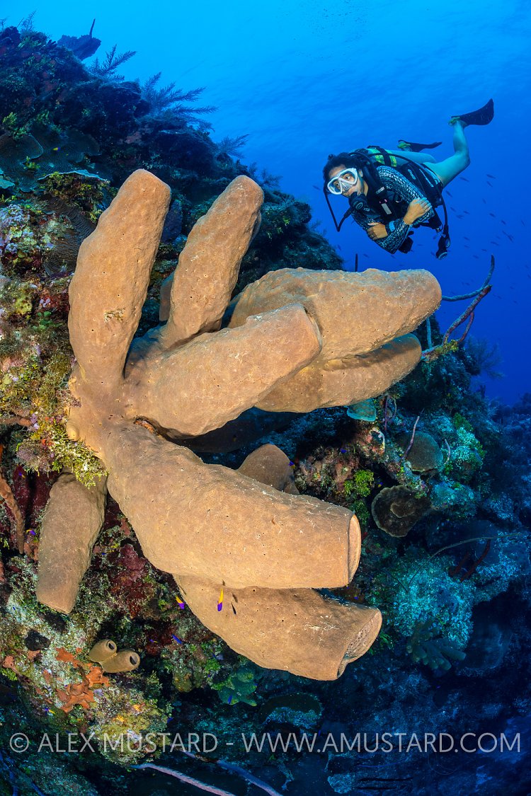 Brown Tube Sponge With DIver, Cayman Islands