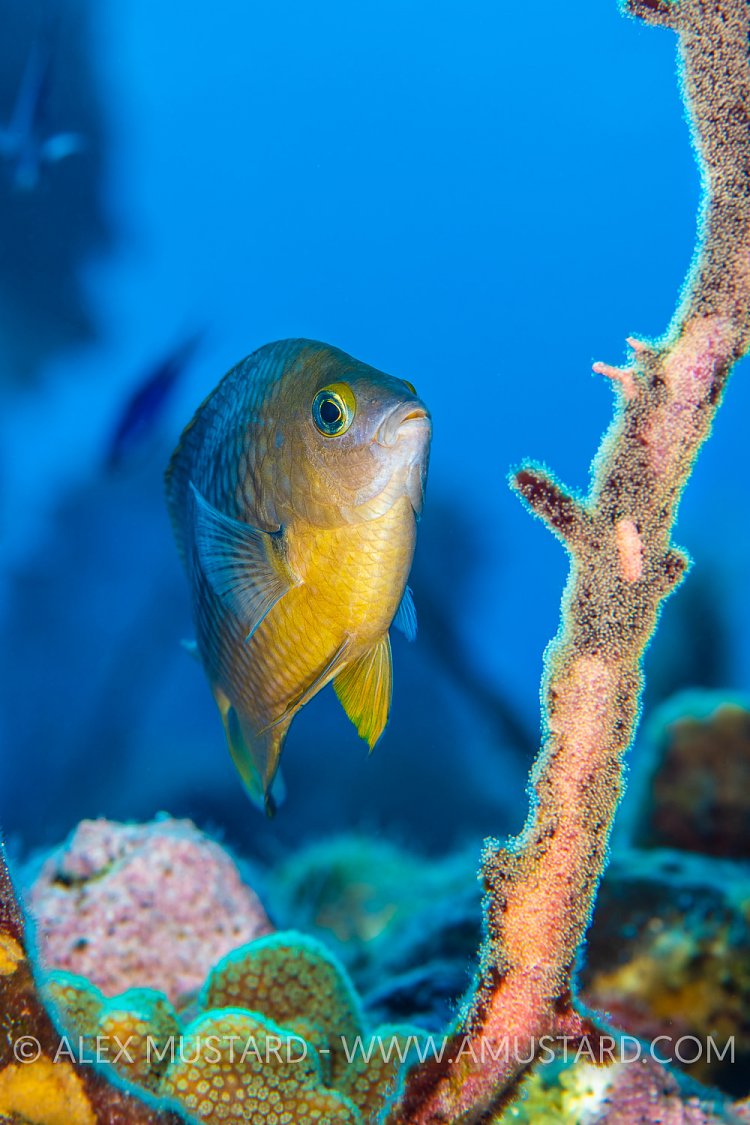 Damselfish Guards Eggs, Cayman Islands