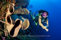 Diver On Wall, Cayman Islands