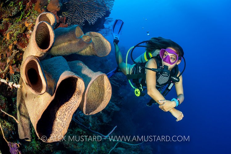 Diver On Wall, Cayman Islands
