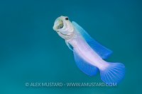 Mouthbrooding Jawfish, Cayman Islands