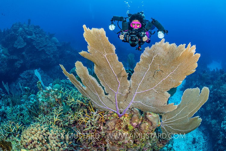 Shooting Sea Fans, Cayman Islands