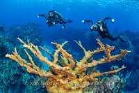 Buddies Shoot Reef, Cayman Islands