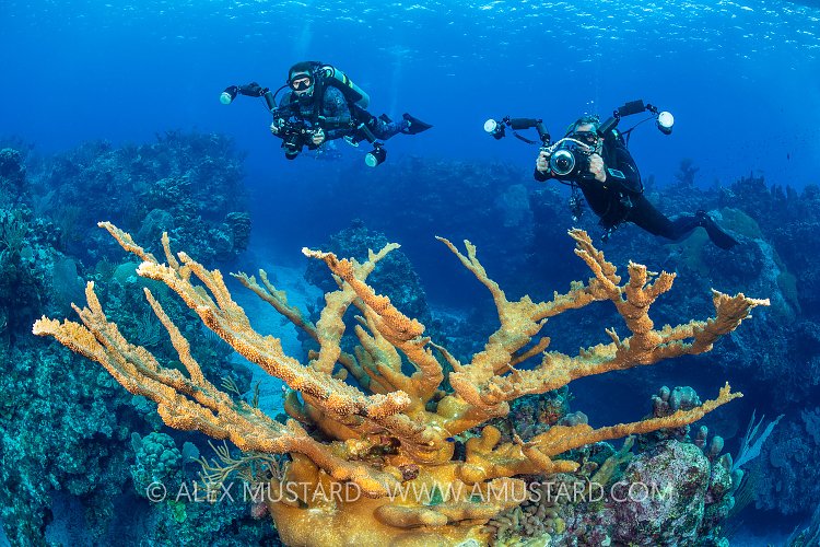 Buddies Shoot Reef, Cayman Islands